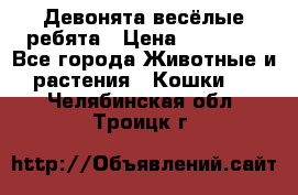 Девонята весёлые ребята › Цена ­ 25 000 - Все города Животные и растения » Кошки   . Челябинская обл.,Троицк г.